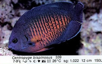 Centropyge bispinosus